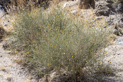 Bebbia juncea aspera