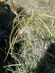 Asclepias subverticillata