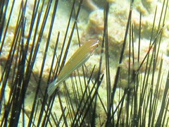 Halichoeres chrysotaenia