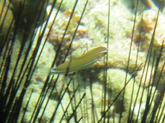 Halichoeres chrysotaenia