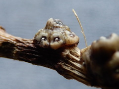 Ceroplastes sinensis