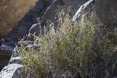 Pleurocoronis pluriseta