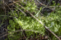 Adiantum capillus-veneris