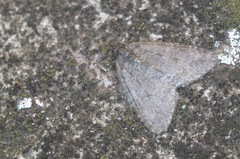 Epirrita dilutata