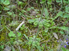 Salvia verbenaca