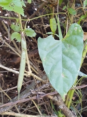 Centrosema sagittatum