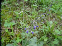 Salvia verbenaca