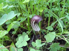 Arisarum simorrhinum