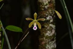Encyclia tampensis