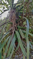 Dracaena draco