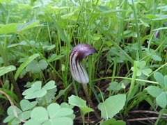 Arisarum simorrhinum
