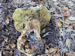 Caloboletus marshii