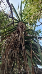 Dracaena draco
