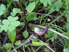 Arisarum simorrhinum
