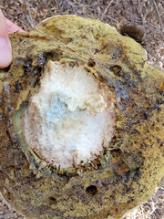 Caloboletus marshii