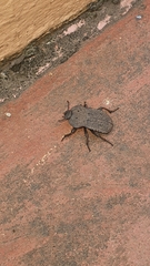 Anomalipus parallelus parallelus