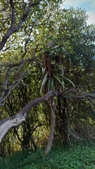 Dracaena draco