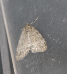 Epirrita dilutata