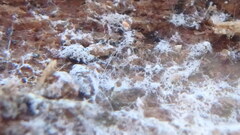 Trechispora mollusca