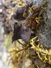Sticta fuliginosa