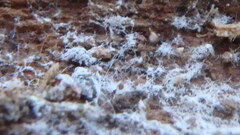 Trechispora mollusca