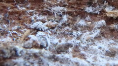 Trechispora mollusca