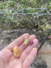 Pistacia vera