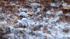 Trechispora mollusca