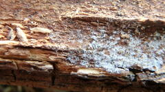 Trechispora mollusca