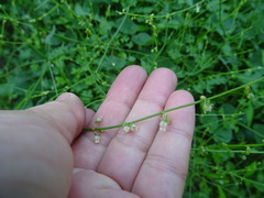 Rumex induratus