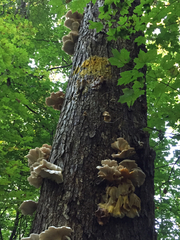 Physarum polycephalum