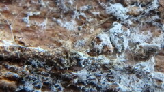 Trechispora mollusca