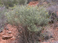Cytisus rosmarinifolius
