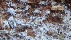 Trechispora mollusca