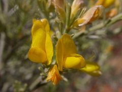 Cytisus rosmarinifolius