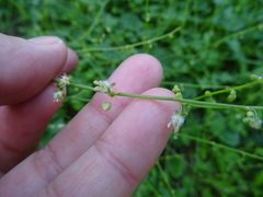 Rumex induratus