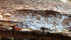 Trechispora mollusca