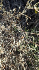 Eriogonum wrightii nodosum
