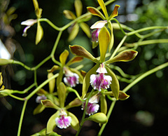 Encyclia tampensis
