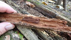 Trechispora mollusca