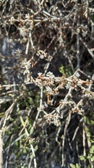 Eriogonum wrightii nodosum