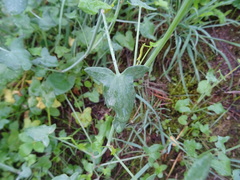 Rumex induratus