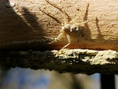Philodromus margaritatus