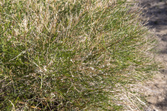 Baccharis brachyphylla