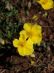 Helianthemum oelandicum