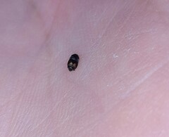 Carpophilus hemipterus