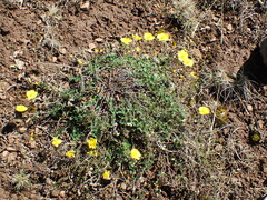 Helianthemum oelandicum