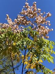 Koelreuteria bipinnata