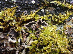 Peltigera collina