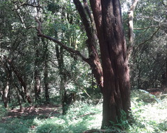 Olea europaea cuspidata